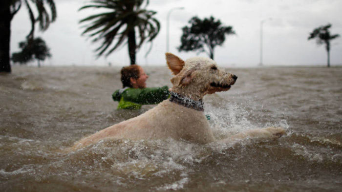 chien-nage