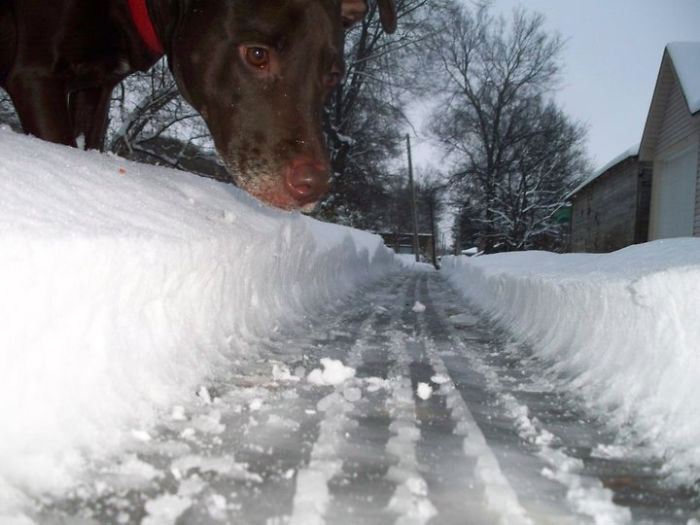 chien-neige