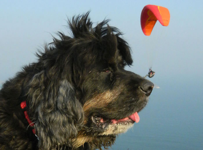 chien-parachute