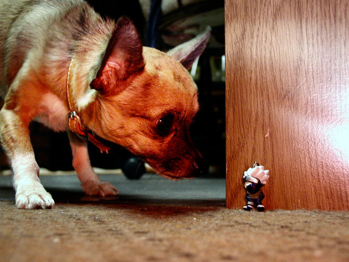 chien-porte-jouet