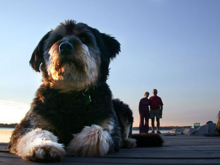 chien-pose-humain