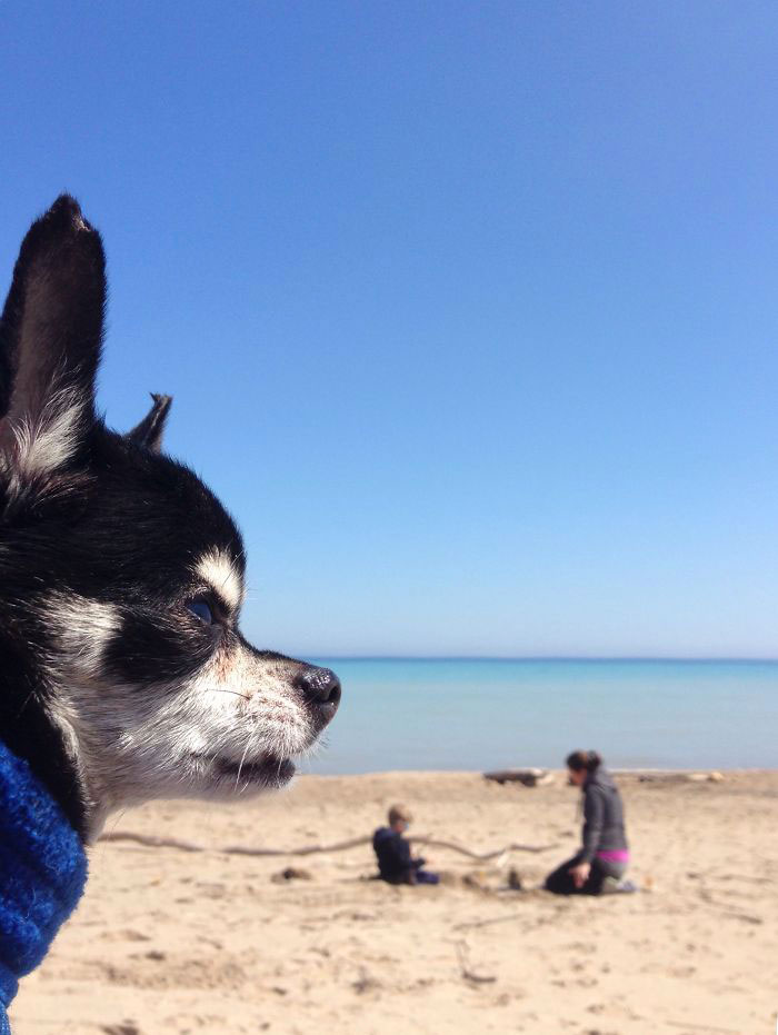 chien-regarde-horrizon