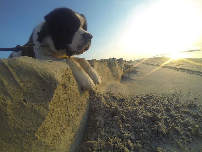 chien-roi-sable