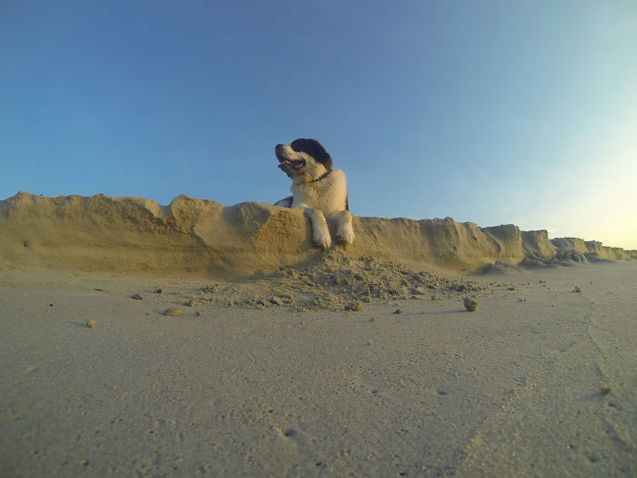 chien-sable