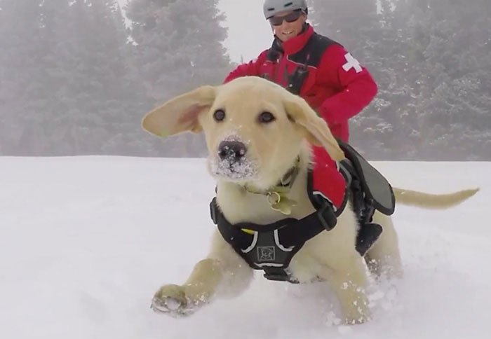 chien-ski