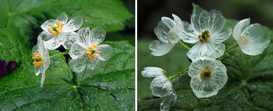 fleur-transparente-eau-4