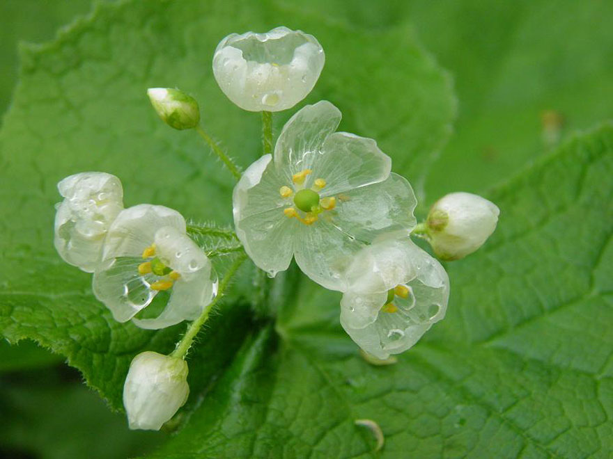 fleur-transparente-eau-5
