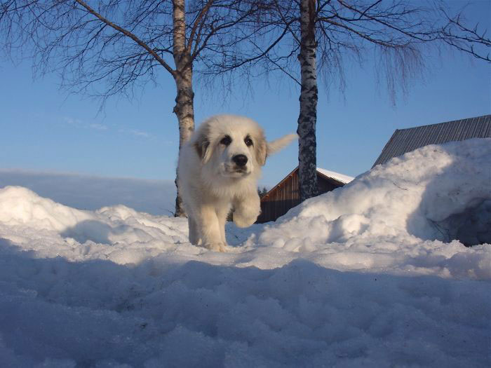 illusion-optique-chien
