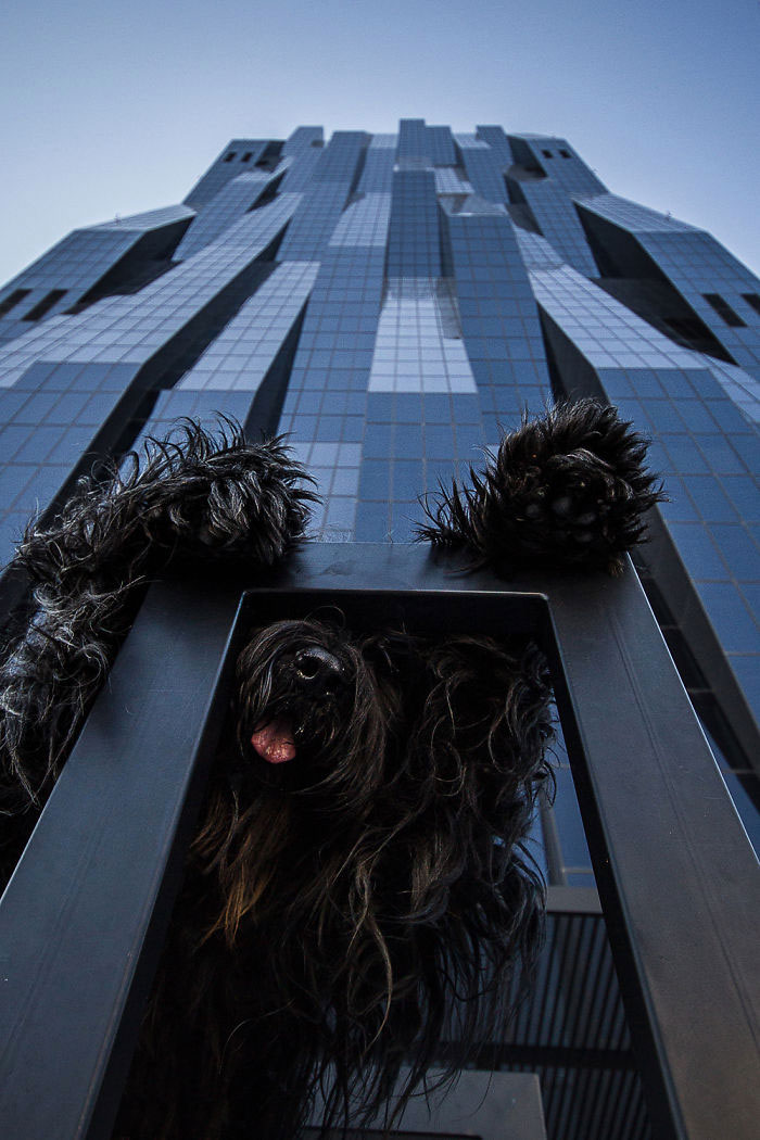immeuble-chien