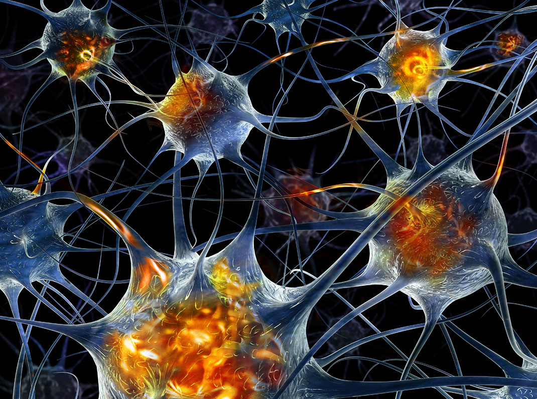 neurones-3