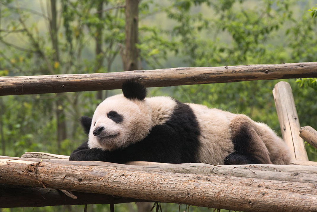 panda-seul-paresse