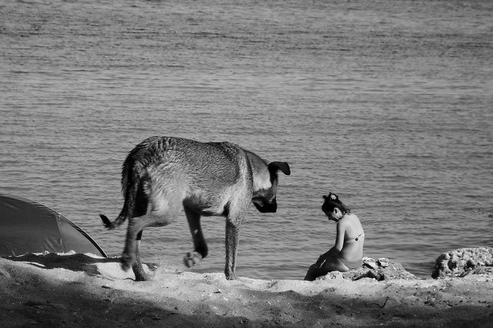 plage-chien