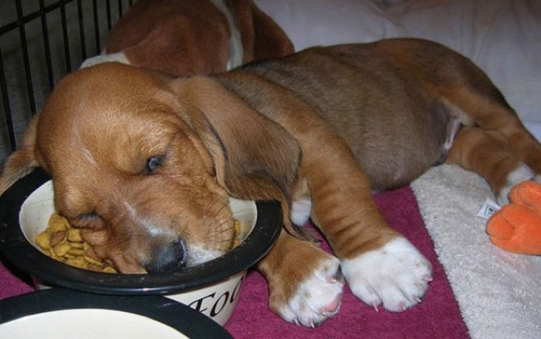 puppies-sleeping-1
