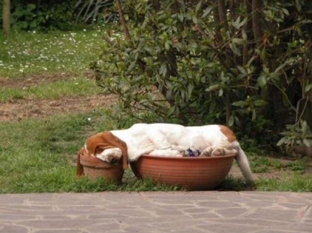 puppies-sleeping-10