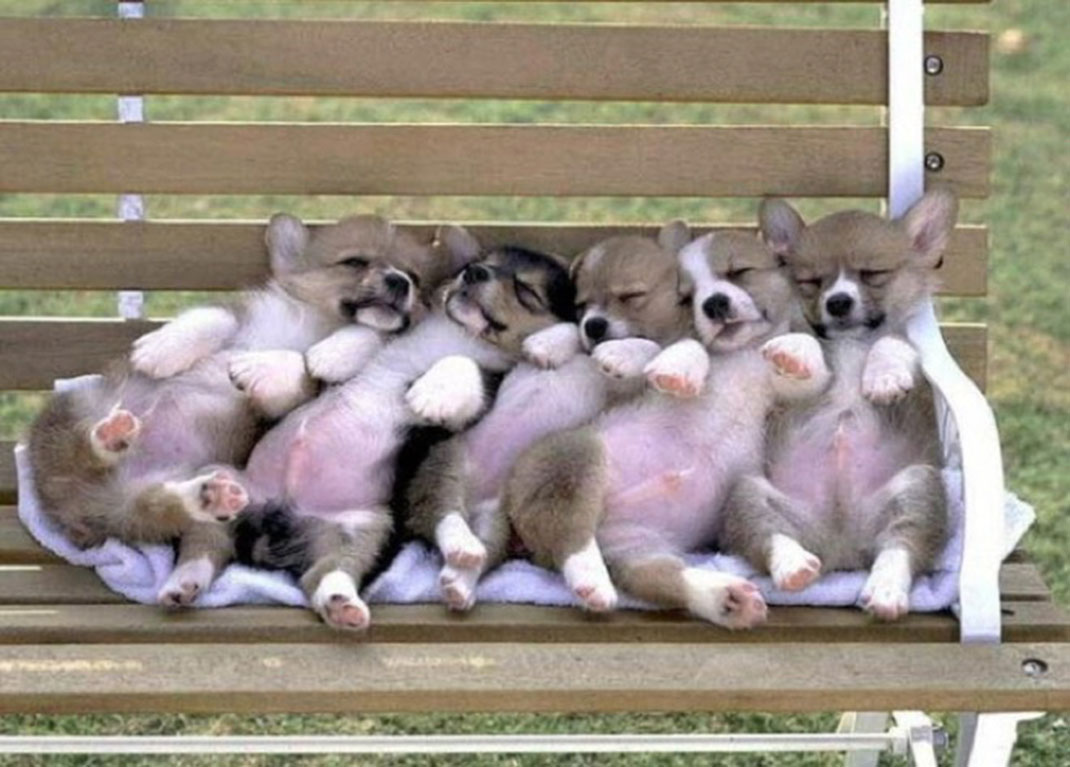 puppies-sleeping-11