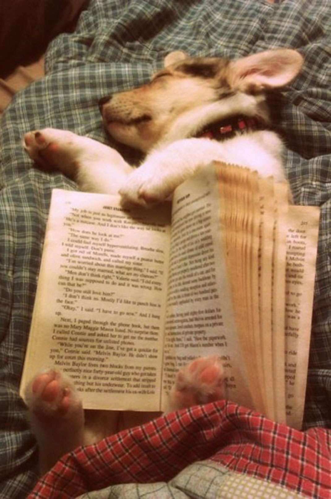 puppies-sleeping-13