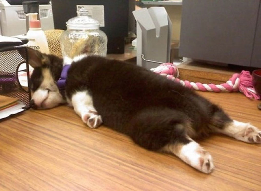 puppies-sleeping-17