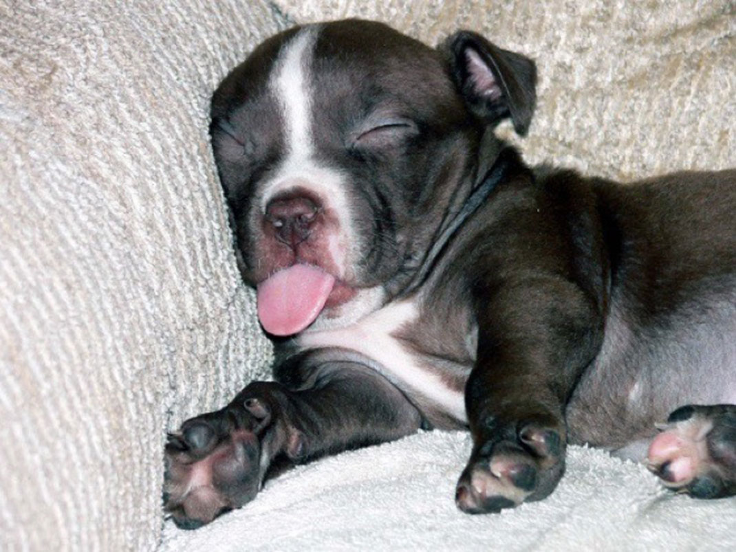 puppies-sleeping-18