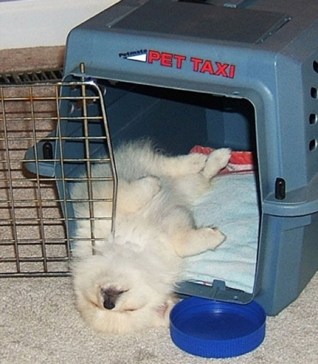 puppies-sleeping-2