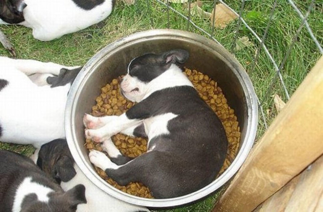 puppies-sleeping-24