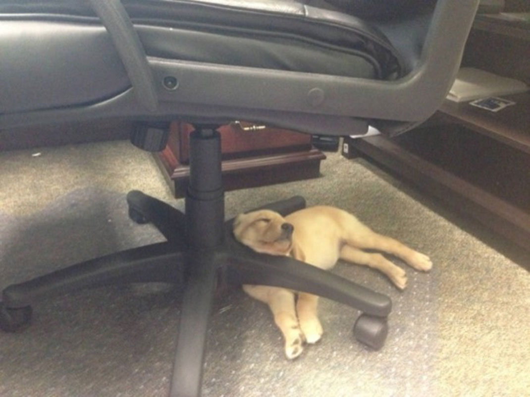 puppies-sleeping-26