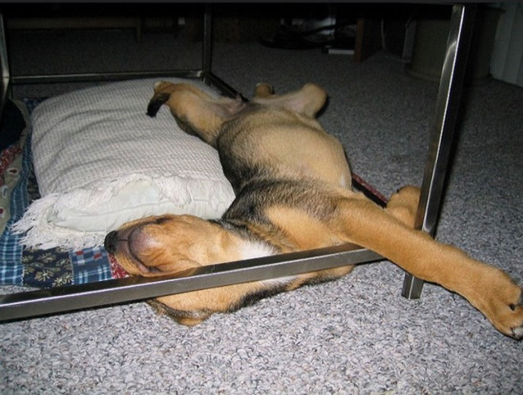 puppies-sleeping-28
