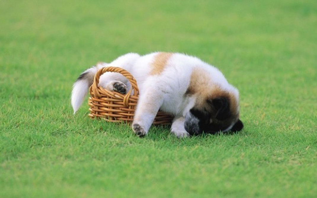 puppies-sleeping-3