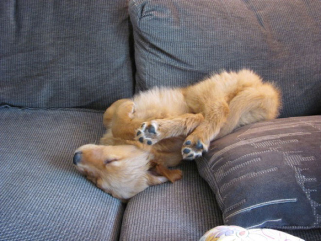 puppies-sleeping-6