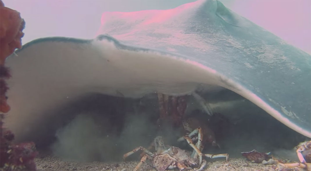 raie-mange-crabe-14