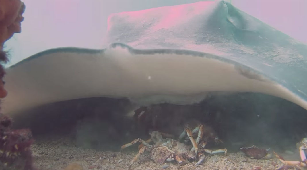 raie-mange-crabe-15
