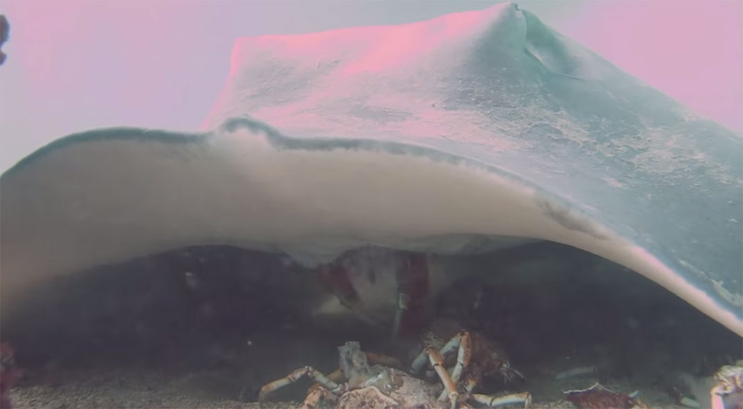 raie-mange-crabe-16