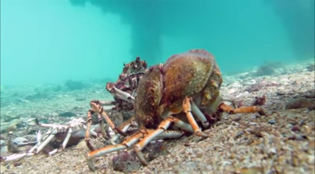 raie-mange-crabe-6