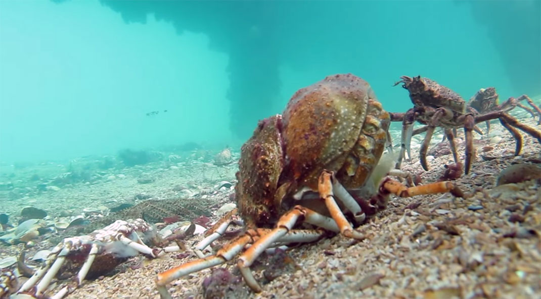 raie-mange-crabe-7