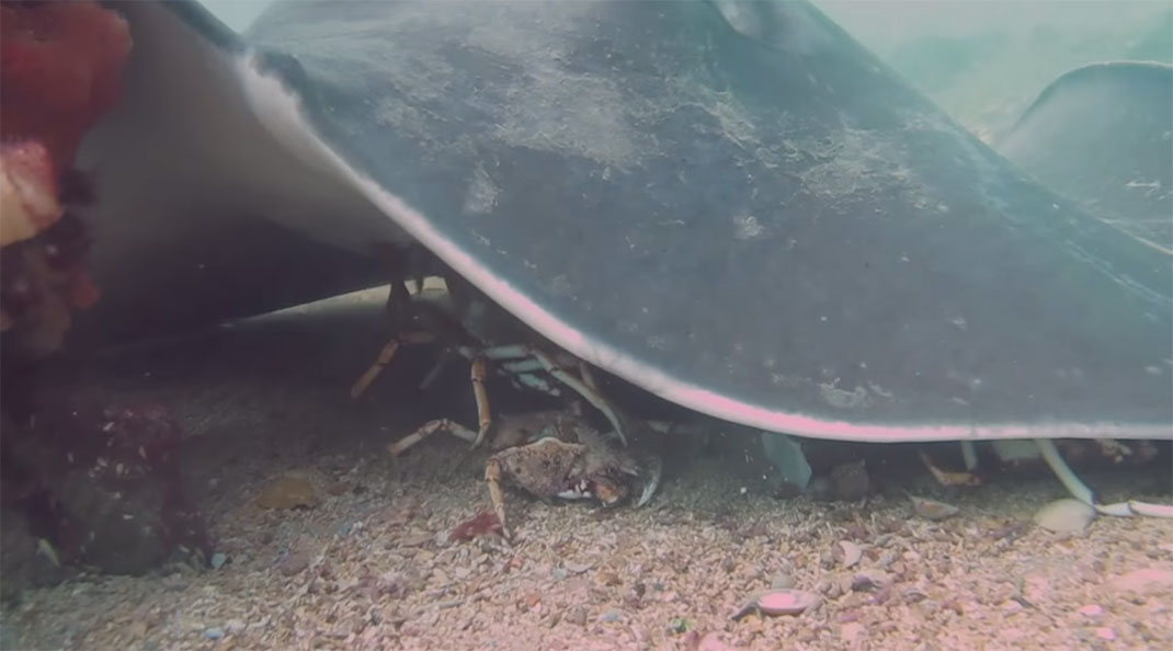 raie-mange-crabe-8