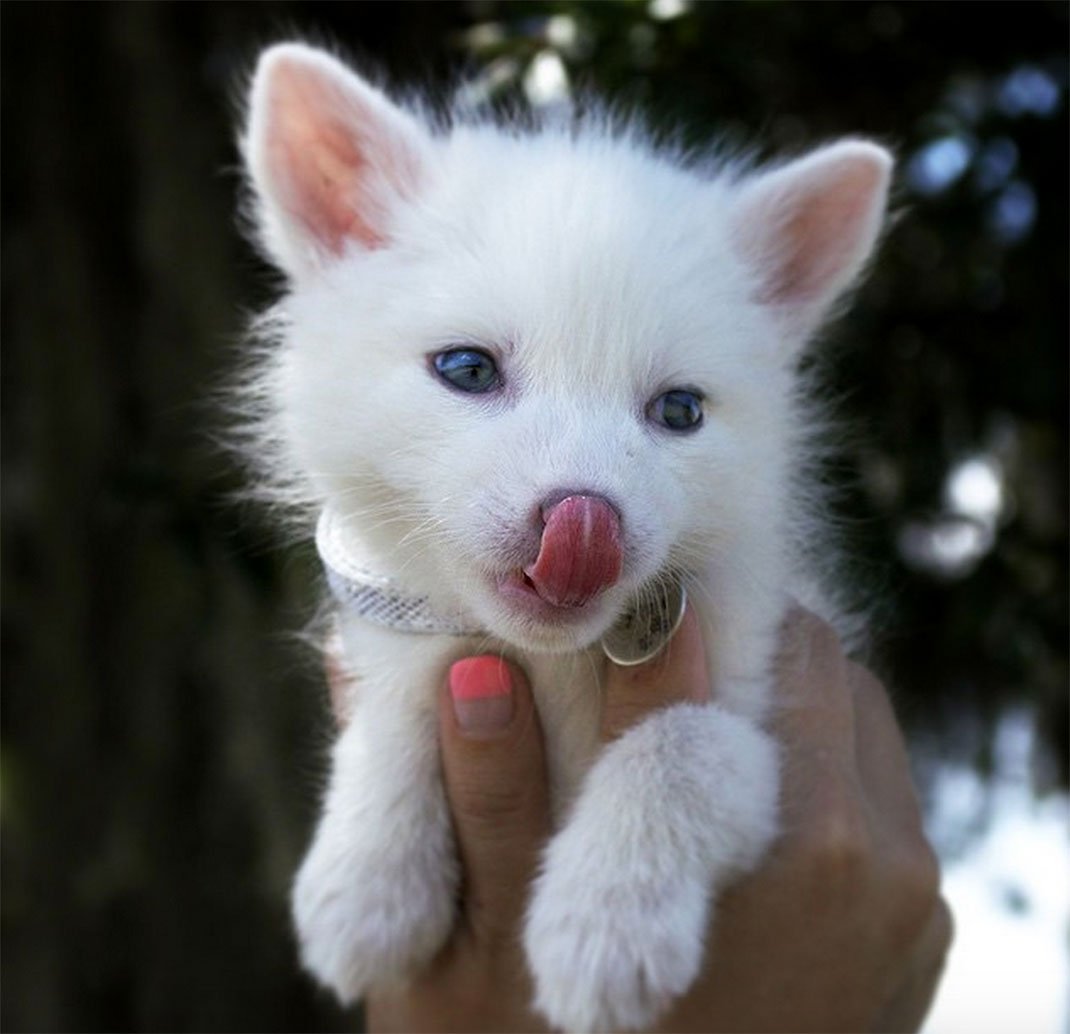 renard-blanc-mignon-domestique-8