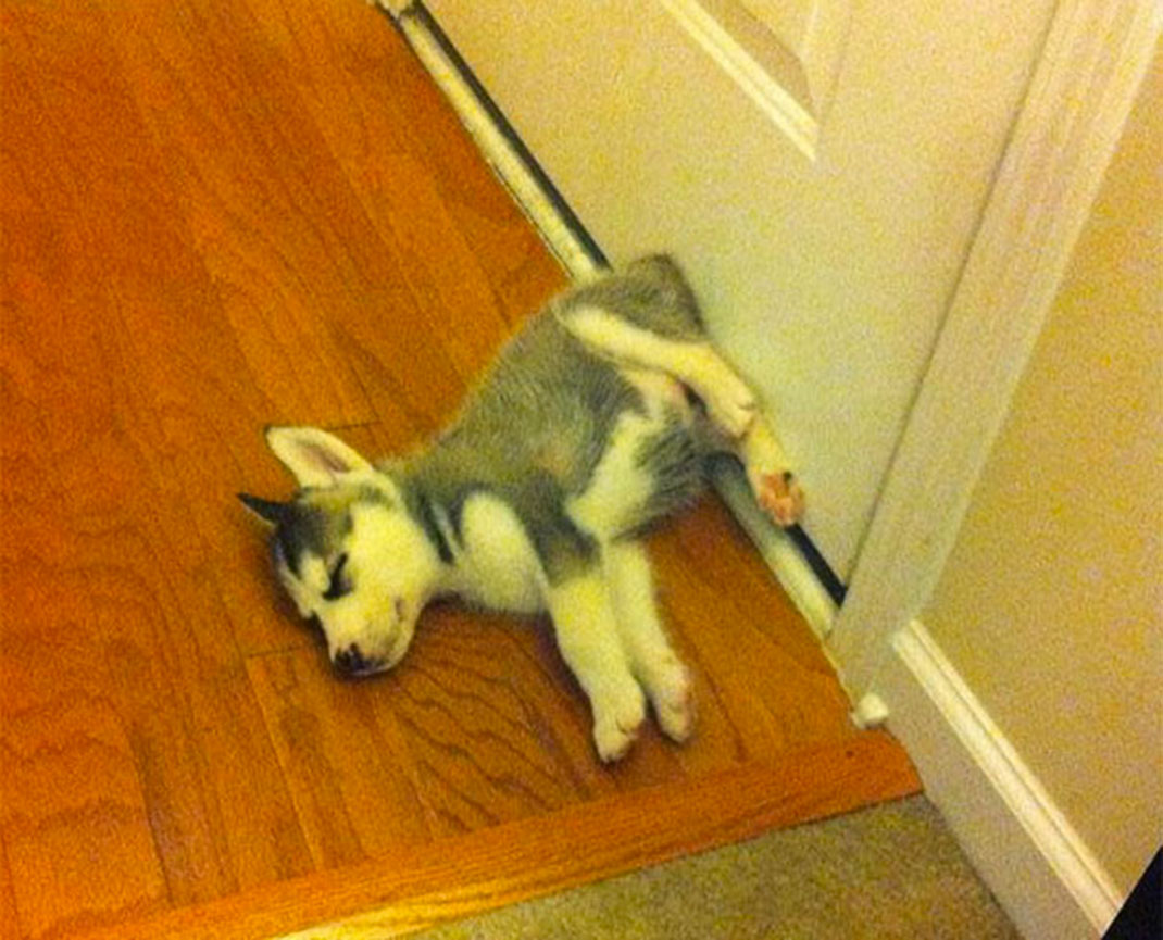 sleeping-puppy-10__605