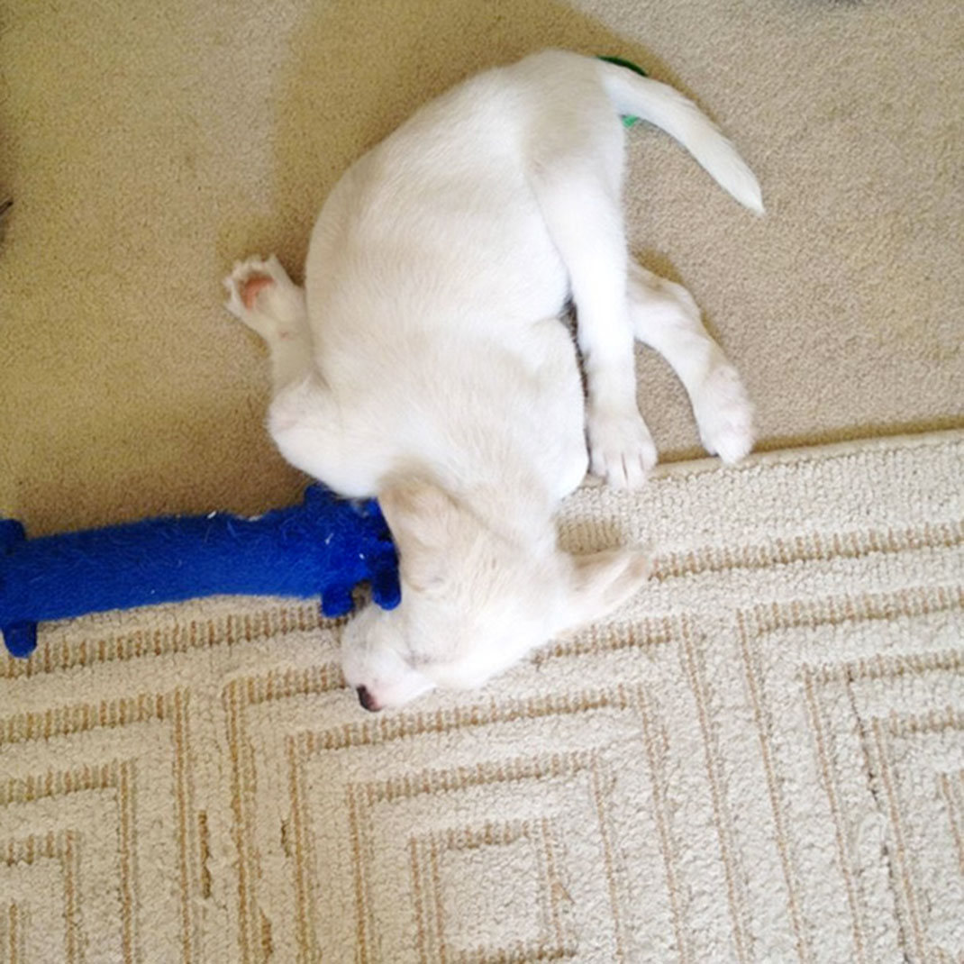 sleeping-puppy-12__605