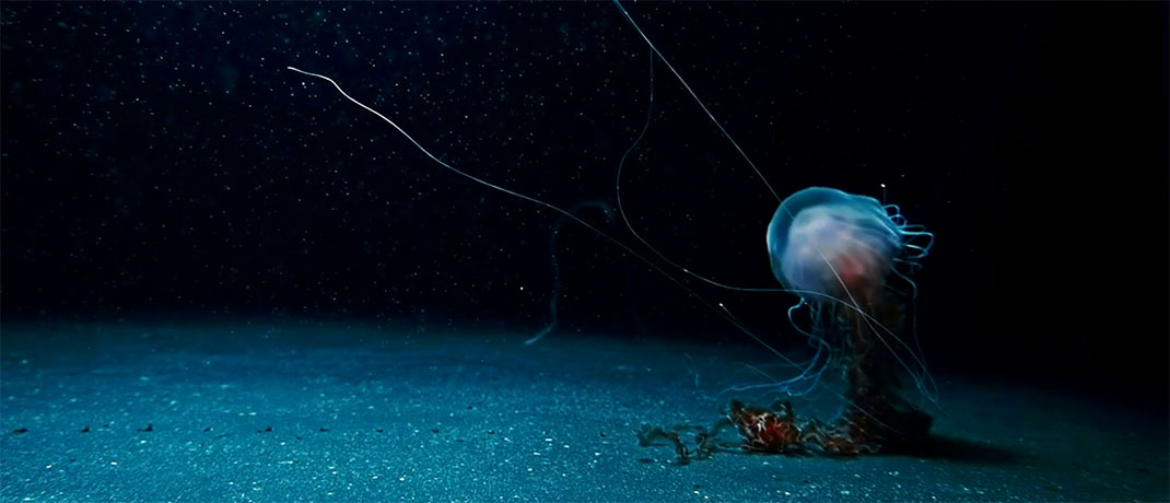sous-marine-creature