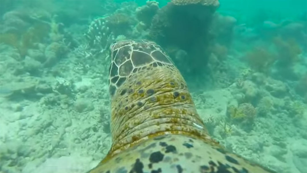 tortue-corail