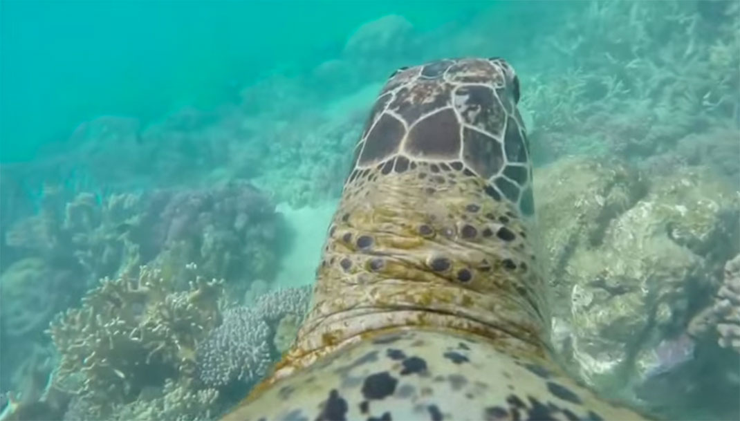 tortue-dos