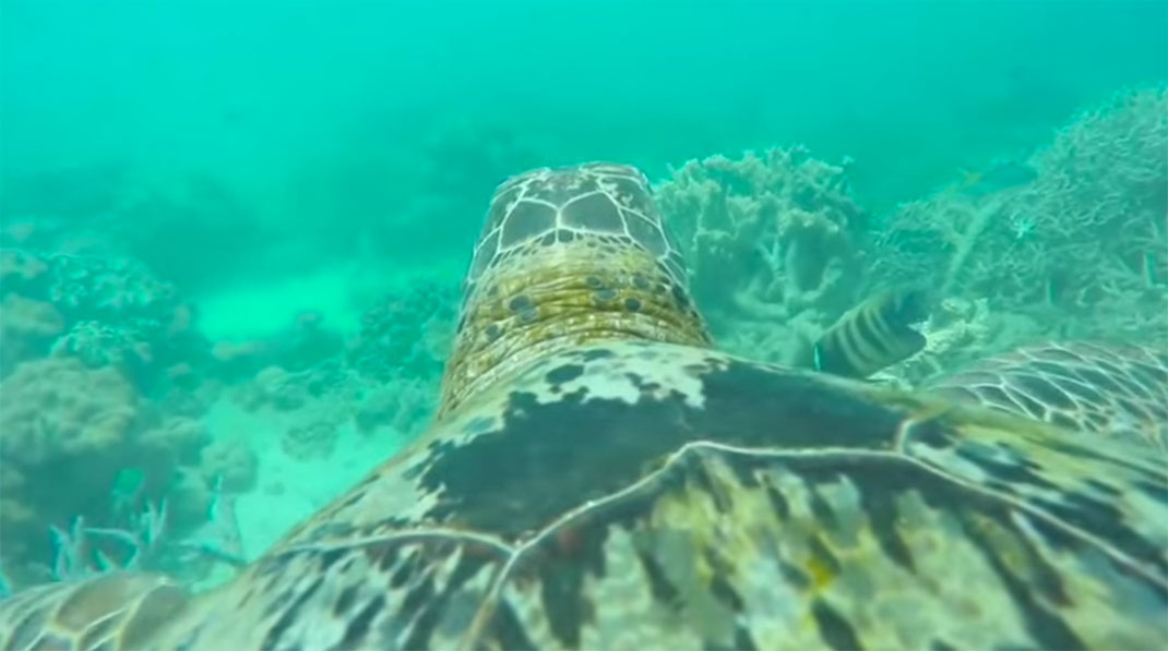 tortue-fond-marin