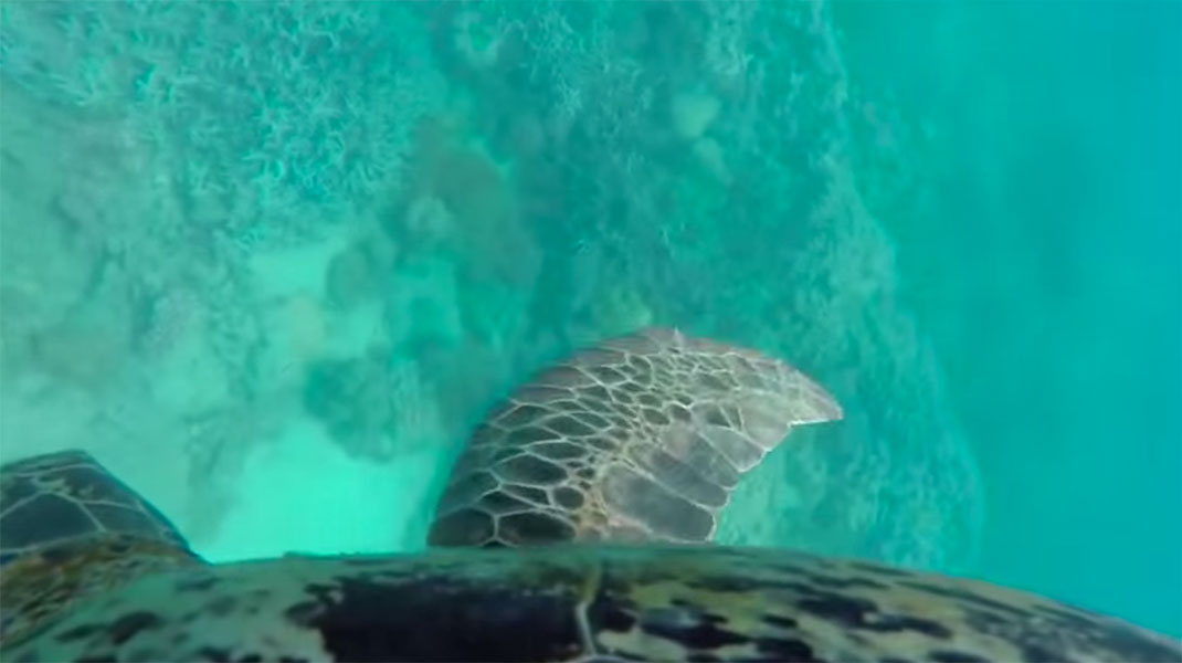 tortue-fond-ocean