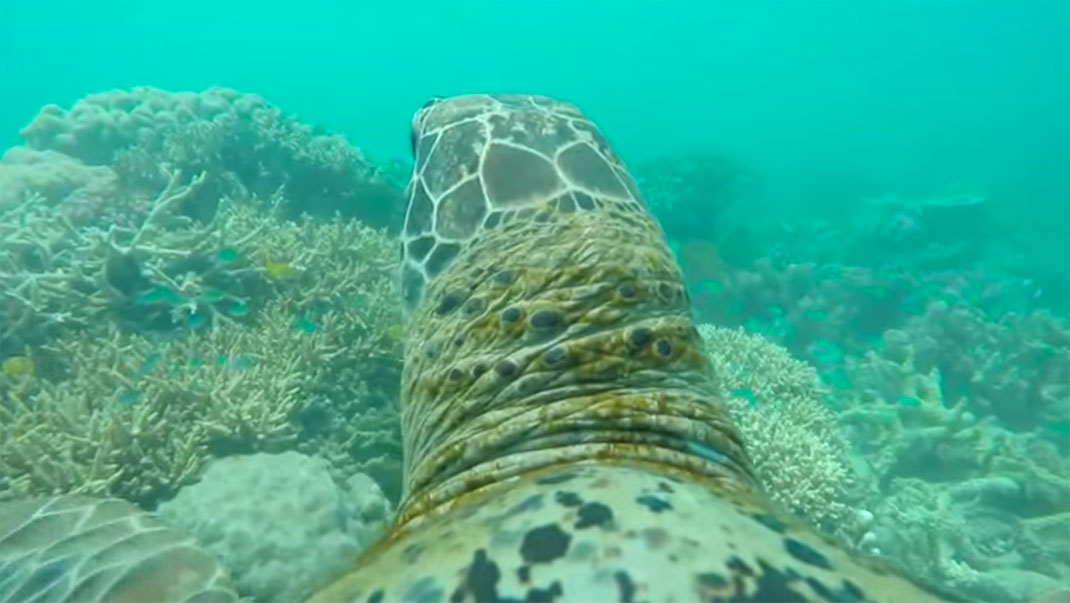 tortue-ocean