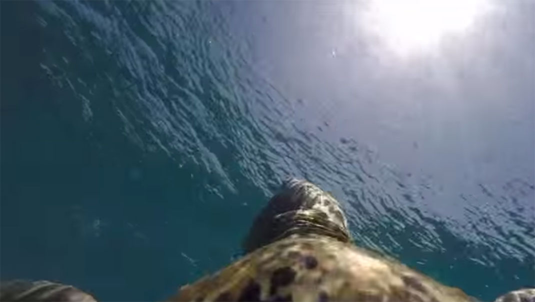 tortue-plonge