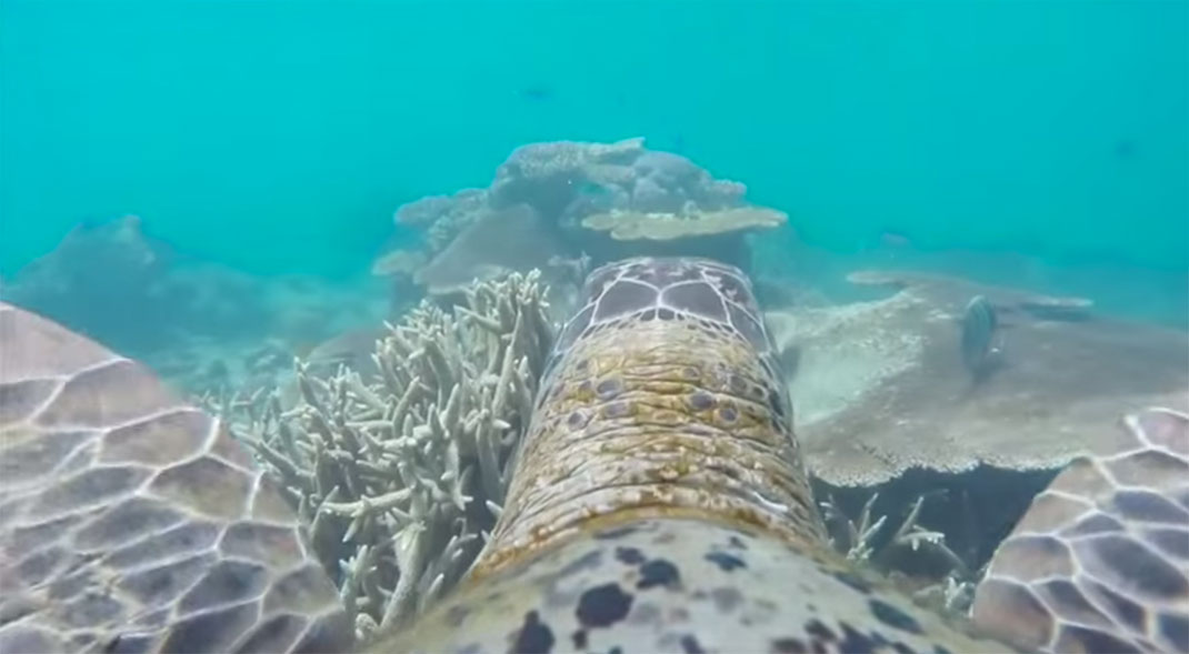 tortue-vision