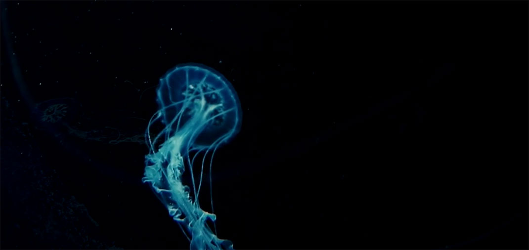 video-ocean