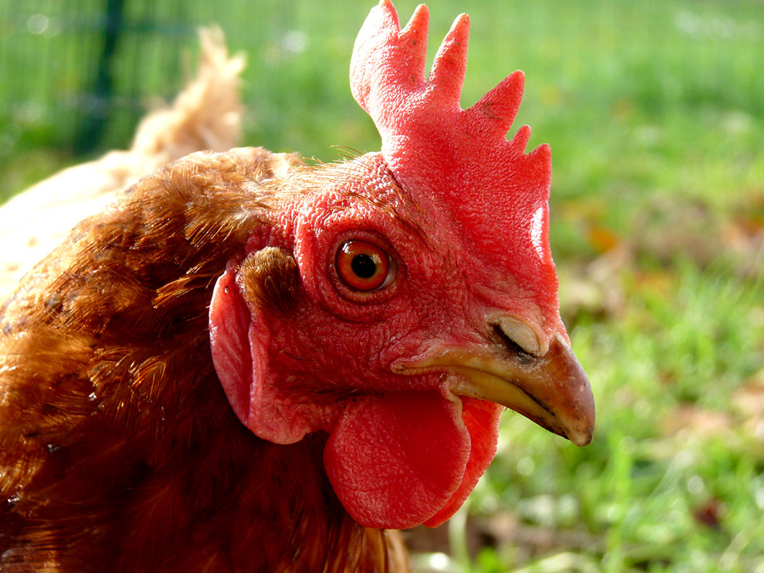 3-sexe-animaux