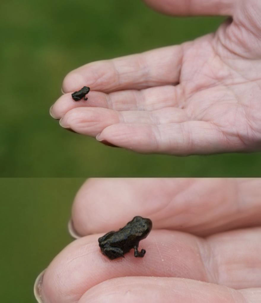 minuscule-grenouille