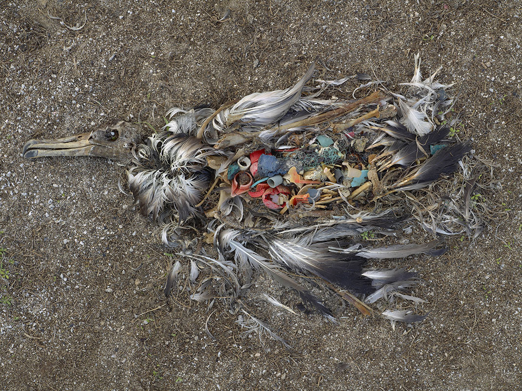 albatros-mort-dechet-