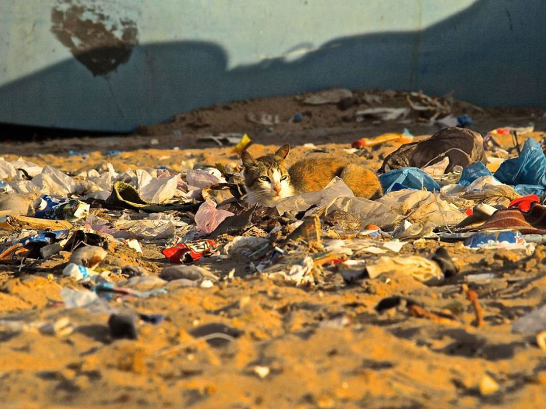 chat-plage-dechet